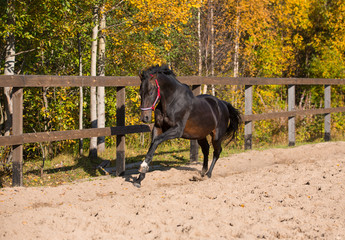 Poster - Brown stallion frolics against the backdrop of autumn trees