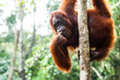 BORNEO, MALAYSIA - SEPTEMBER 6, 2014: Portrait of orangutan holding on the trunk of the tree