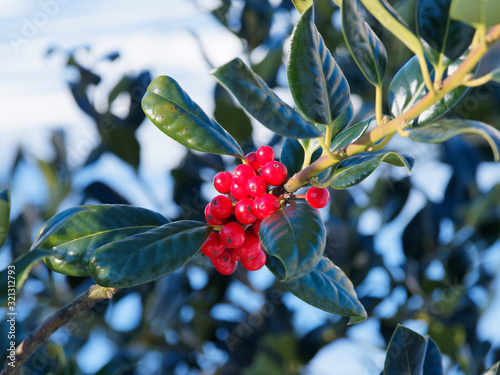 Fotomural Ilex aquifolium J.C. van Tol - Houx commun Van Tol