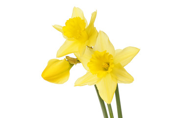 Wall Mural - Three daffodil flowers