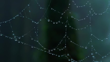 Cobweb with water droplets