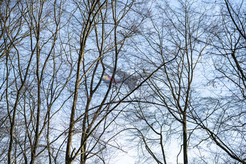 Wall Mural - Airplane framed by tree