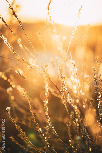 Fototapete Close Up Summer Dry Autumn Grass In Sunset Sunrise Sunlight