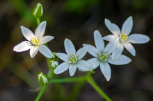 Ornithogalum Umbellatum Grass Lily In Bloom, Small Ornamental And Wild White Flowering Springtime Plant