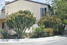 Euphorbia Royleana Growing In Front Of A House In Larnaca Cyprus