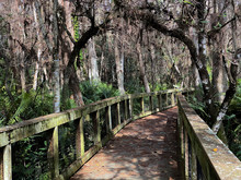 Walk Through The Cypress Forest