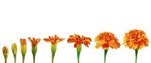 Set Of Orange Marigold Flowers On White. Stages Of Flower Blooming. Stages Of Plant Growth And Development.