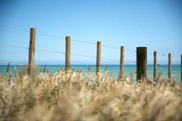 Poacea grass in selective focus in front of wire fence with wooden posts on a bright sunny day with the sea and clear blue sky in the background.  