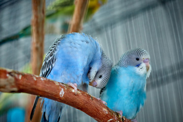 Wall Mural - Close up of small caged colorful birds in pet store in morning sun