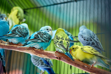 Close up of small caged colorful birds in pet store in morning sun