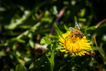 Bee on Yellow Dandelion Flower