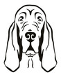 Bloodhound head black and white