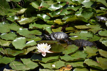  water lilies and turtles