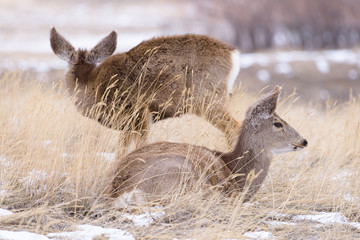 Colorado Wildlife. Wild Deer on the High Plains of Colorado. Two mule deer doe resting in the grass and snow.