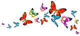 Fototapeta Motyle - butterfly408