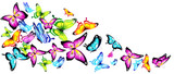 Fototapeta Motyle - butterfly412