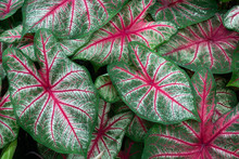  Close Up Of Pink And Green Caladium Leaves