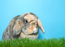 Profile Portrait Of A Small Calico Lop Eared Bunny Rabbit In Green Grass With Blue Background, Looking To Viewers Right.