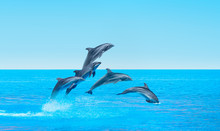 Group Of Dolphins Jumping On The Water