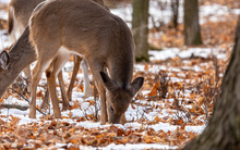 Deer. The White-tailed Deer, Also Known As The Whitetail Or Virginia Deer In Winter On Snow .State Park Wisconsin.