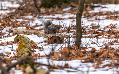 Sticker - Squirrel. Eastern gray squirrel in  winter, natural scene from wisconsin state park.