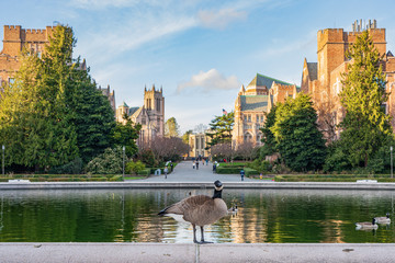 adorable duck in university of washington campus fountain