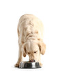 © Pixel-Shot - Cute dog eating food from bowl on white background