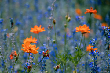 Wall Mural - Blue Salvia  and Cosmos flower in the garden.Beautiful purple flower and orange flower in meadow.