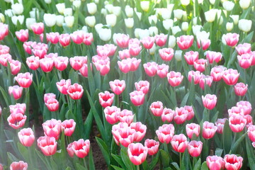 Poster - field of pink tulips