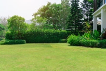 Fresh Green Grass Smooth Lawn As A Carpet With Curve Form Of Bush, Trees On The Background, Good Maintenance Lanscapes In A Garden Under Cloudy Sky And Morning Sunlight
