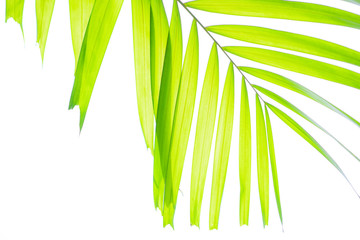  Yellow green color pinnately biology leaf of Macarthurs palm tree isolated on white background, die cut with clipping path