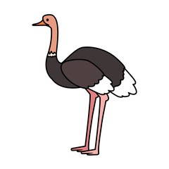 Poster - cute ostrich on white background