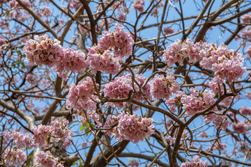 Selective focus beautiful Tabebuia Rosea flower blooming in a garden.Also called Pink Poui,Pink Tecoma and Rosy Trumpet tree.Close up blooming sweet flower.