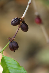 Wall Mural - Seeds Arabica coffee on the tree