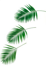 Canvas Print - tropical green palm leaves , branches pattern frame on a white background banner. top view.copy space.abstract.