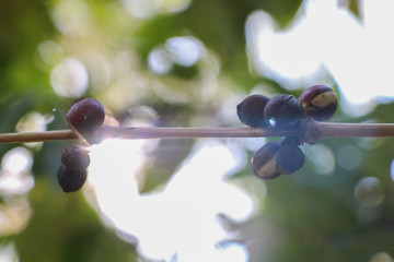 Wall Mural - Seeds Arabica coffee on the tree