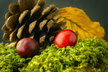 Autumn still life with two red berries and leaf