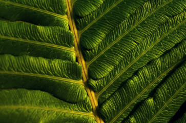 Close-up view of the green fern leaves in tropical forest