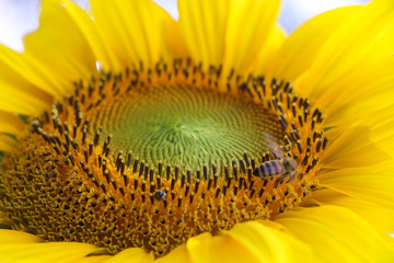 Sticker - ฺThe big Common sunflower  in garden