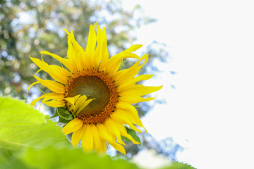 Poster - ฺThe big Common sunflower  in garden