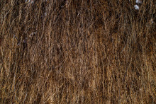 Natural Hay Texture For Background
