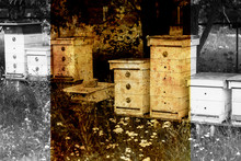 White Hives Of Bees In The Apiary And Old Photos Effect With Border.