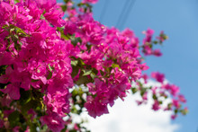 Pink Bougainvillea Flowers On A Clear Day