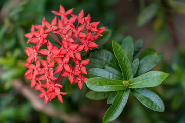 Chinese red ixora cut against green leaves In the tropical winter