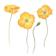 Beautiful Bouquet Composition With Watercolor Yellow Poppy Flowers. Stock Illustration.