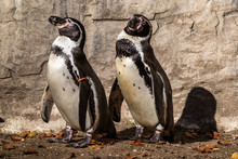 Humboldt Penguin, Spheniscus Humboldti In The Zoo