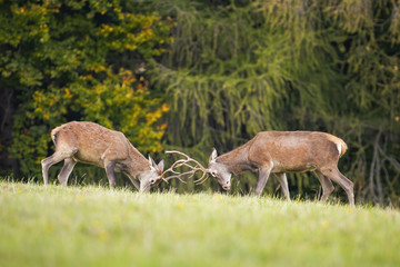 Wall Mural - Two young red deer, cervus elaphus, stags fighting in rutting season over territory. Wild animals in conflict pushing against each other with antlers.