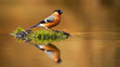 Male eurasian bullfinch, pyrrhula pyrrhula, sitting on a stump near water with its reflection mirrored on surface with copy space. Small colorful passerine bird drinking from pond.
