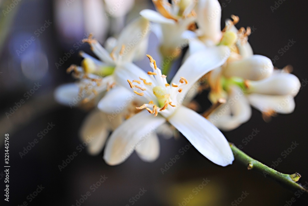 Fleur de citronnier Stock Photo Adobe Stock — free download