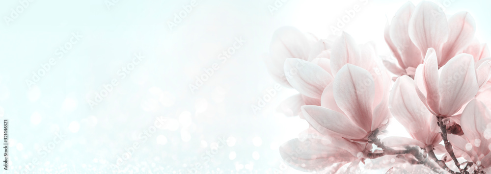 Closeup of blooming magnolia tree in spring on pastel bokeh background. - obrazy, fototapety, plakaty 